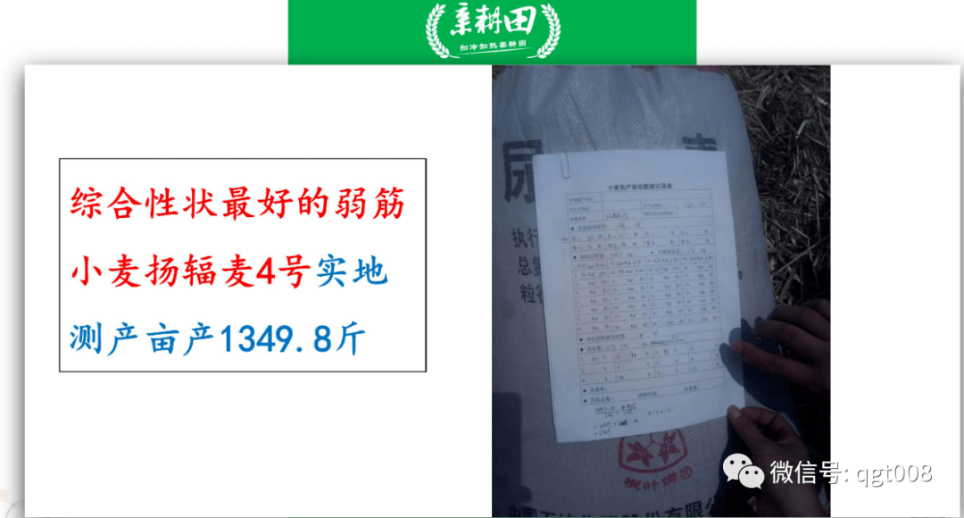 8斤1,10月25日-11月15日期间播种,建议播种红麦第一品牌:扬辐麦4号(红