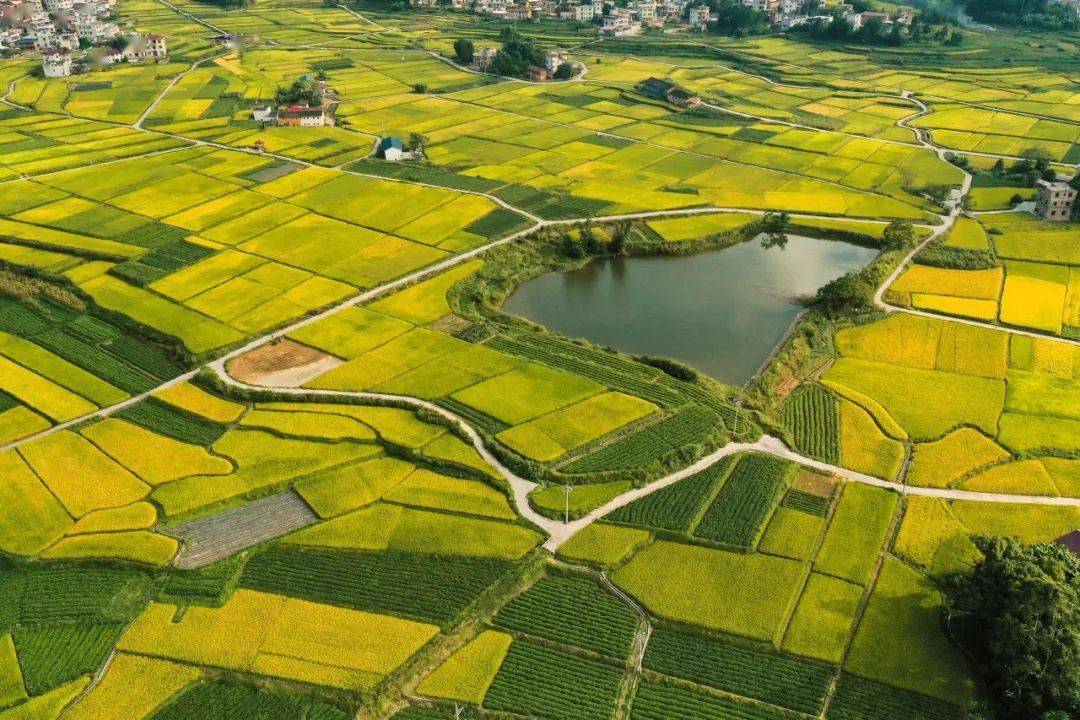 稻田也能作画岩前这片稻田等你来打卡