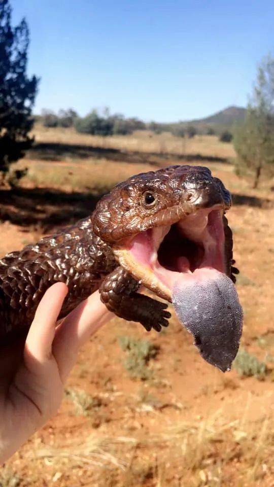 憨憨松果蜥在马路中间吃尸体网友救了它的小命还朝人家吐舌头威胁