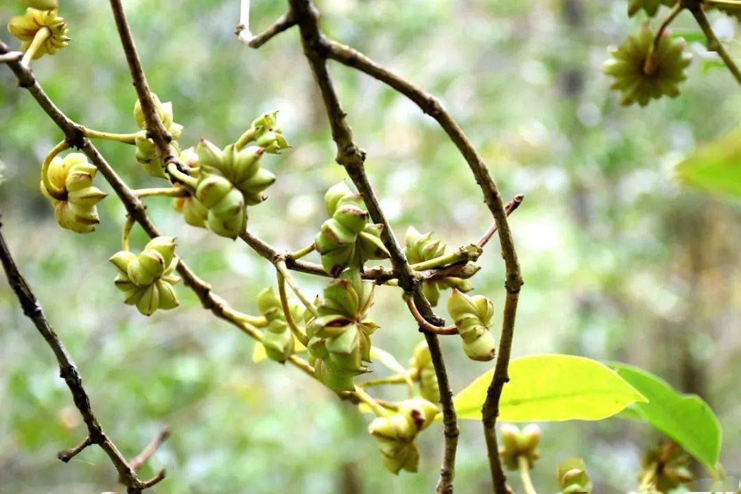 羊街的八角成熟了,你肯定第一次见!