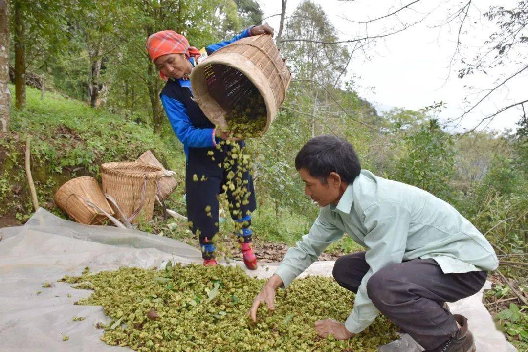 羊街的八角成熟了,你肯定第一次见!