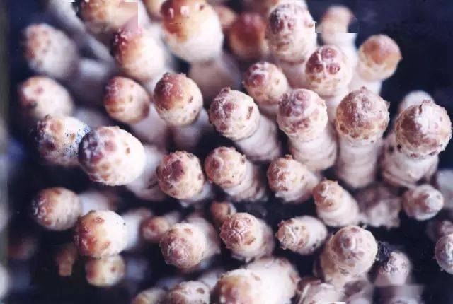 真菌多糖与高血压