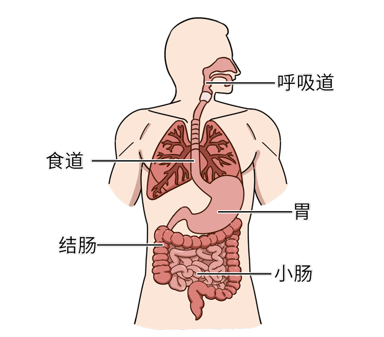 空气污染如粉尘,雾霾等主要是通过呼吸道进入人体而食物主要是在消化