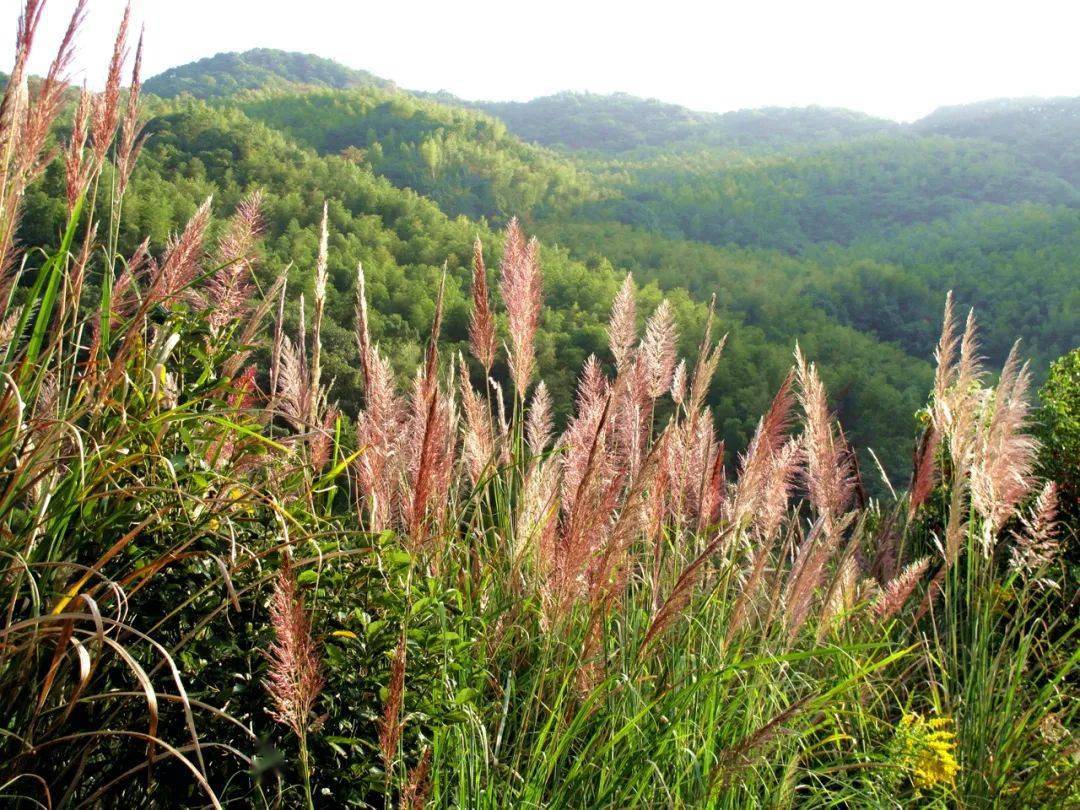 秋高气爽鄞江清源溪斑茅花开正艳