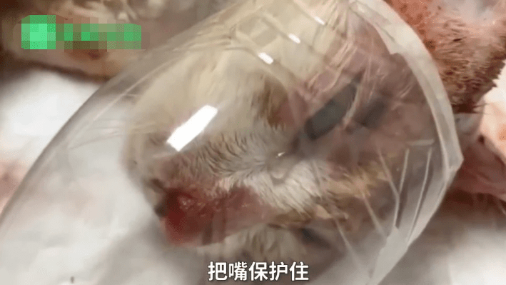 央视怒了男子当街开水烫猫母猫及腹中4只小猫无一幸免