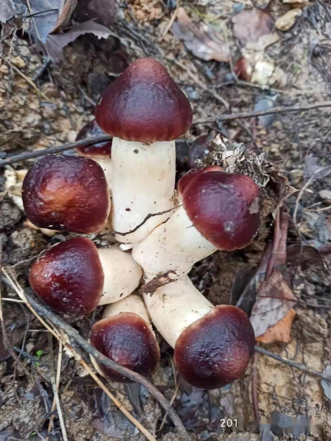 科普宣传赤松茸如何能种才能效益高