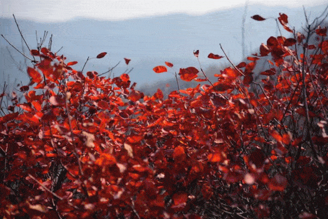 640_427gif 动态图 动图