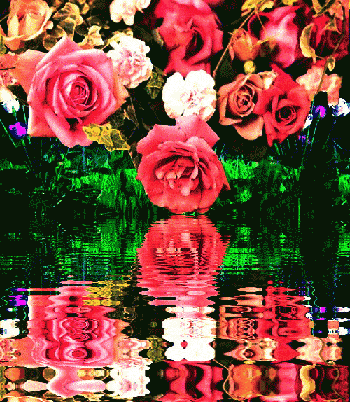 动态玫瑰花 雨中图片