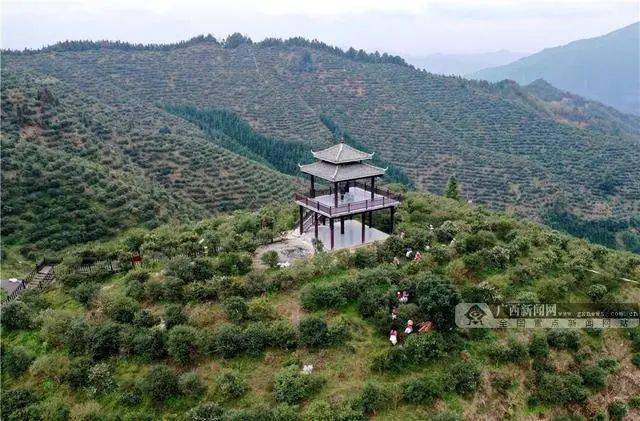 2020年10月21日,广西三江侗族自治县斗江镇思欧村宇塘油茶示范基地(无