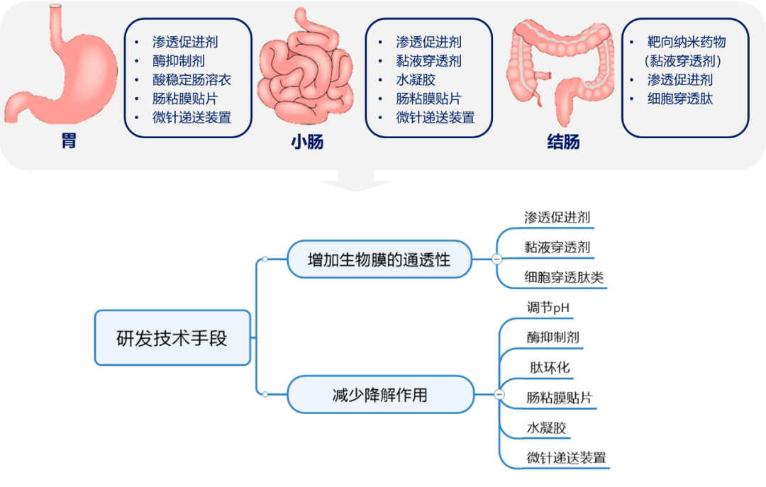 【糖尿病学术前沿】潮平两岸阔,风正一帆悬—欣欣向荣的多肽药物口服