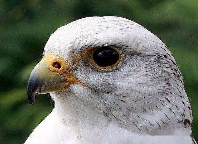 神俊最数"海东青"-矛隼_白色