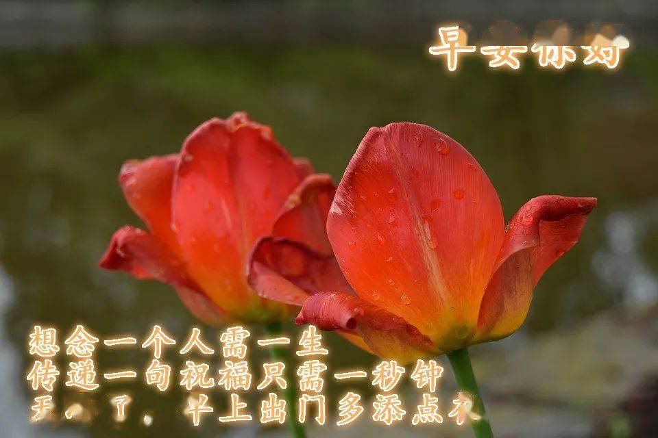 给会员发的问候短信怎么写 给会员发的问候短信怎么写