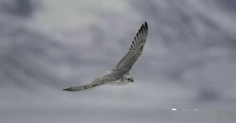 神俊最数海东青矛隼