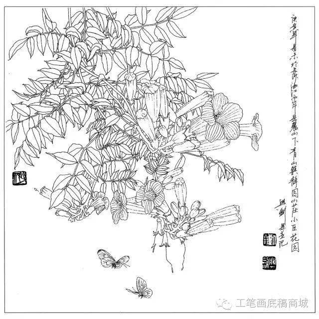 凌霄曼陀罗牡丹炮仗花软枝黄蝉四季海棠天竺葵向日葵绣球一串红银钟花