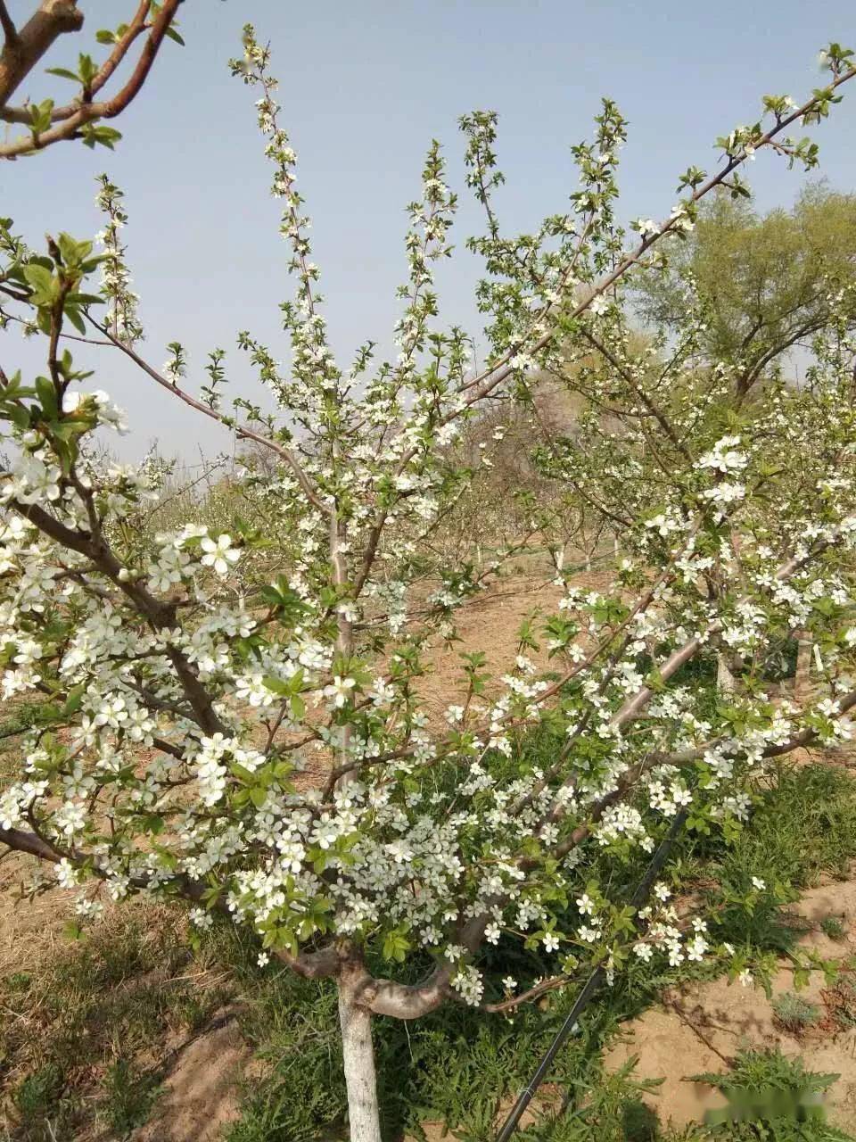 特色果树:西梅卯爷 有如冬枣一样脆甜的西梅品种