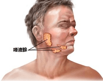 以往的医学记载中,人类只有三个唾液腺——舌下腺,颌下腺和腮腺,分别