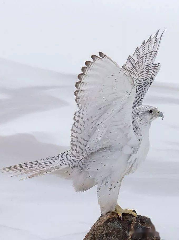 神俊最数海东青矛隼