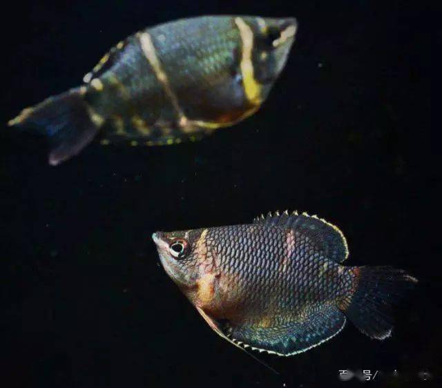 在水中不会融化的巧克力——巧克力飞船鱼