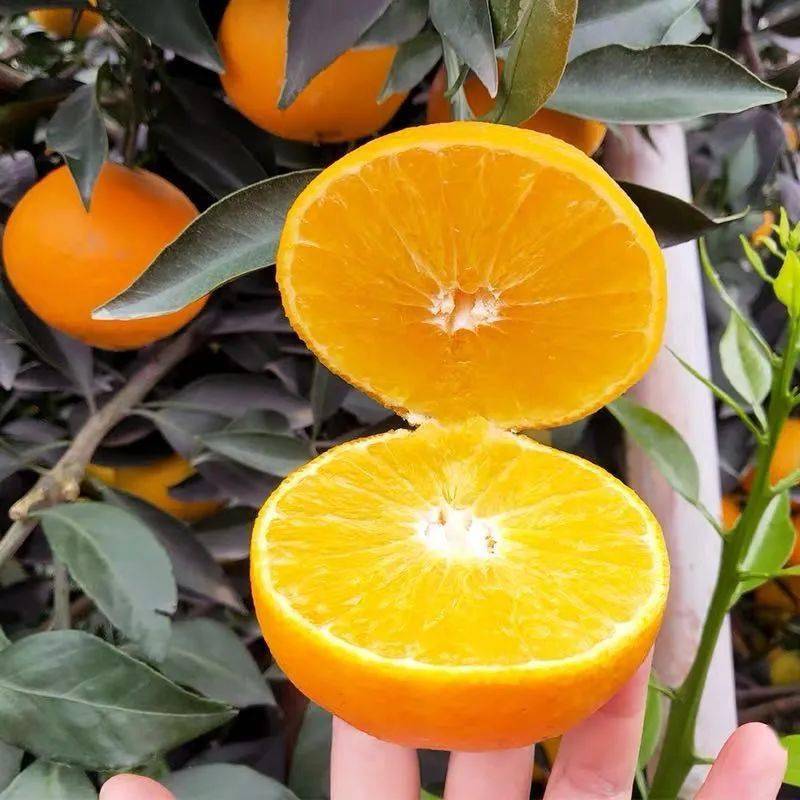 直播预告红美人柑橘果冻橙丰收了让人贪恋的美味三明市区后花园徐碧