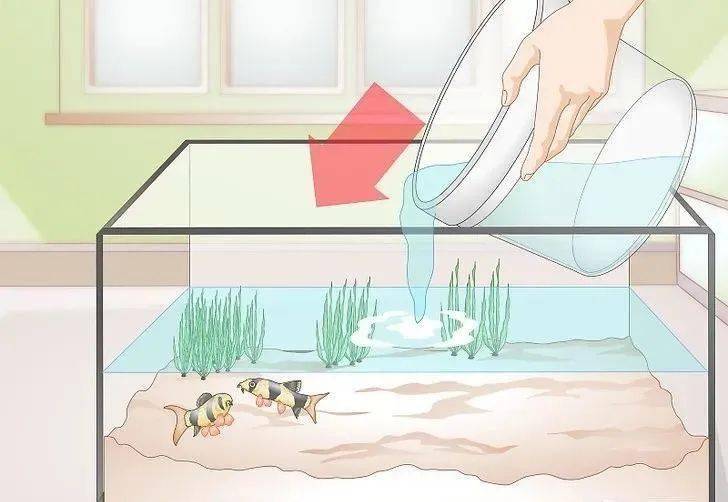 淡水水族箱换水你真的会吗