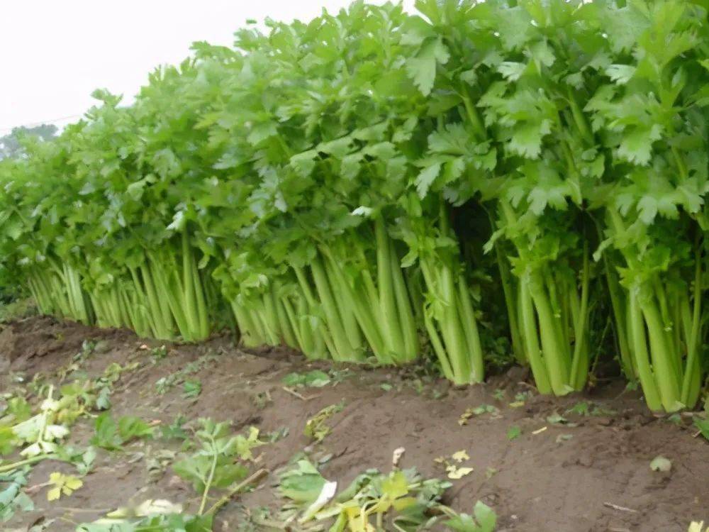 种芹菜,有种情况会严重影响芹菜品质和产量,如何避免?