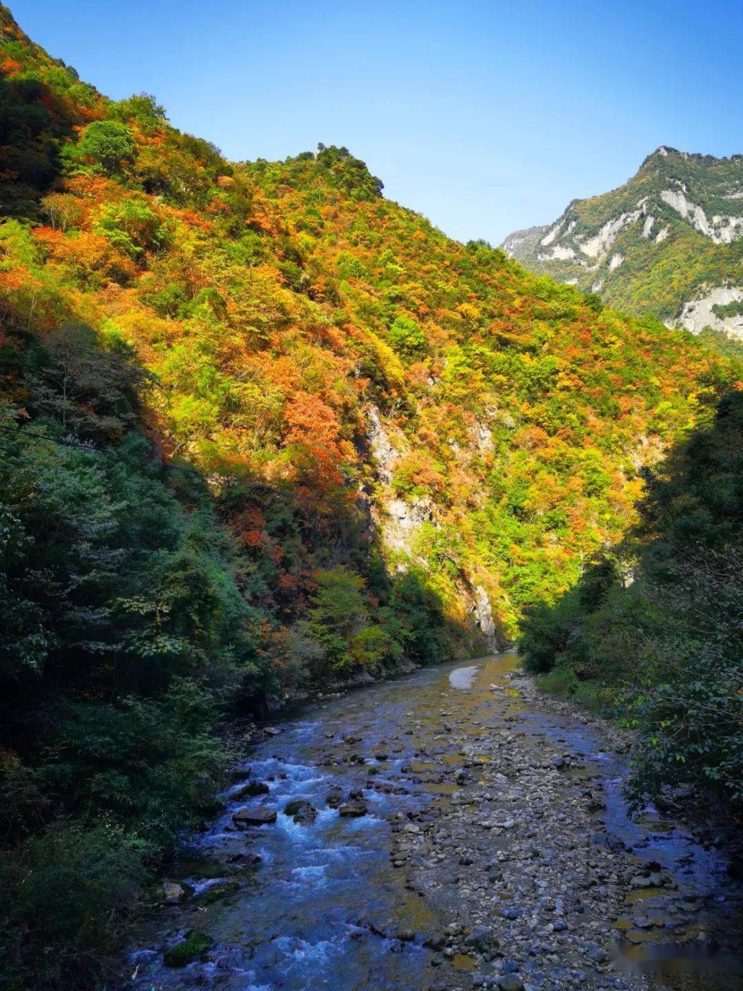 美了美了周末快去鱼泉山看红叶