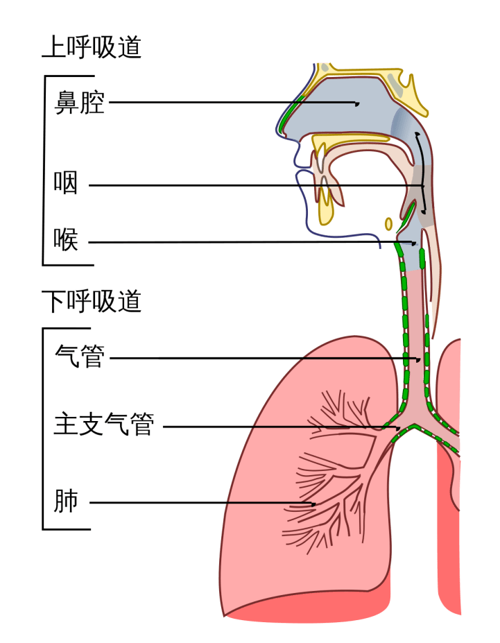 呼吸道解剖结构图图片