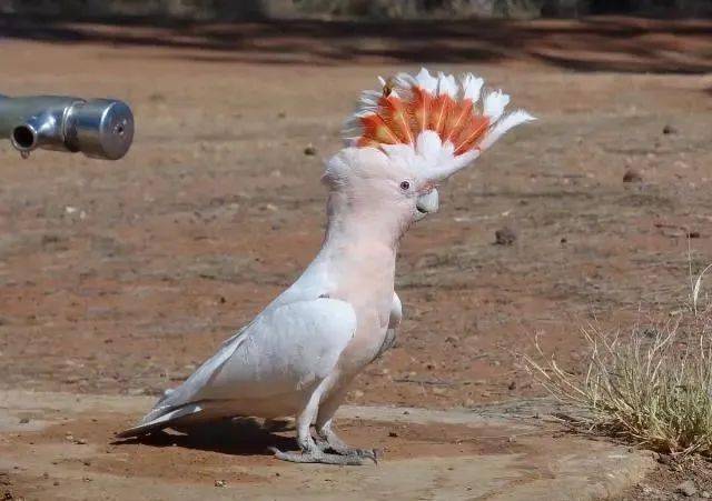 67凤头鹦鹉头冠有什么作用漂亮的头冠还有1种功能很厉害它无奈时