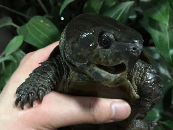 钓不到鱼回来路上抓了只龟,长个鹰嘴性子恶求鉴定