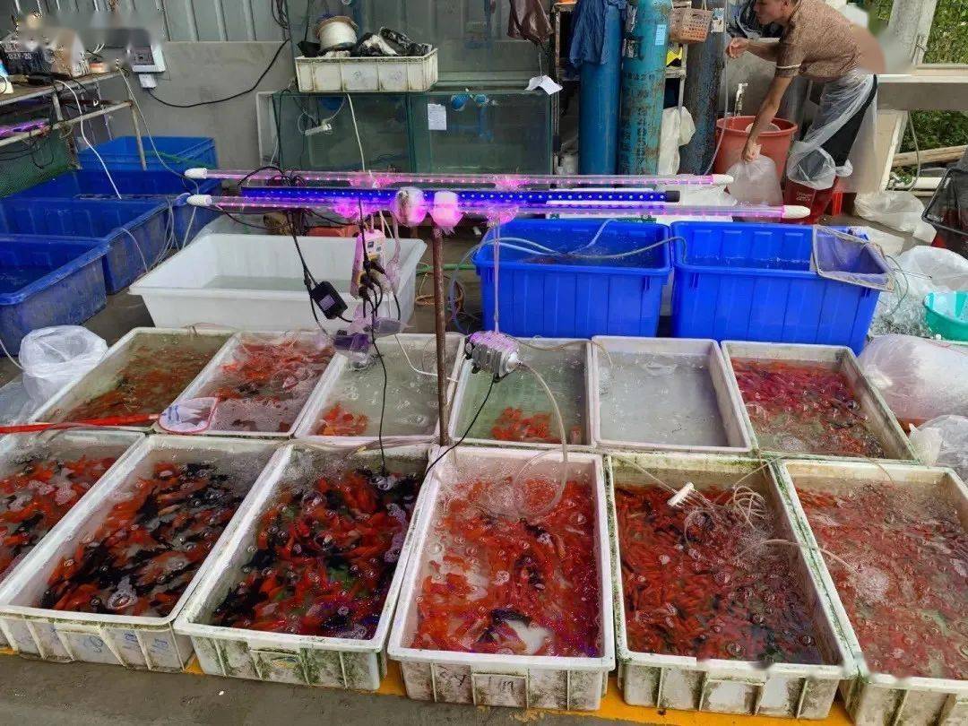 地摊活体区,不少商家正忙着打包,充氧和发货,游客中除了有部分批发商