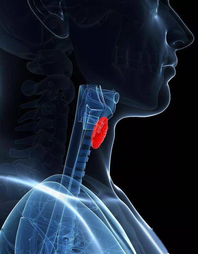 甲状腺是颈部前方呈蝴蝶状的腺体,通过产生荷尔蒙来控制新陈代谢的