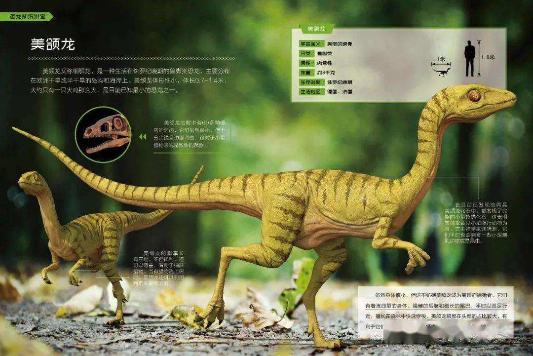 【寻宝迷踪】你能逃出迷幻丛林吗?_恐龙