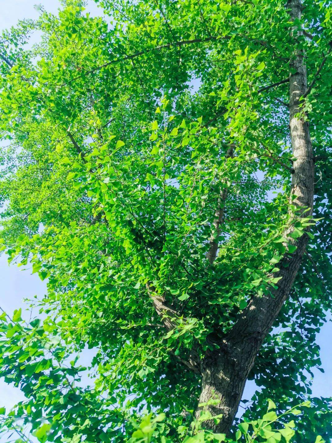 每日植物 | 银杏 Ginkgo biloba-搜狐大视野-搜狐新闻