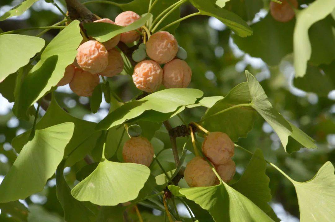 每日植物 | 银杏 Ginkgo biloba-搜狐大视野-搜狐新闻