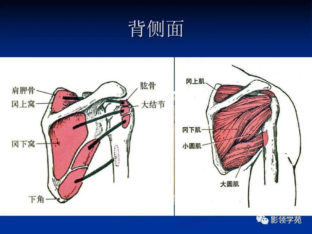 肩袖解剖及损伤的临床及mri诊断_患者