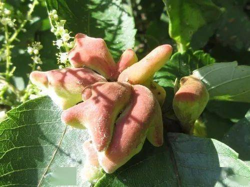 盐麸木的虫瘿与叶轴相连的部位有非常坚实的木质柄部,可以保持整个