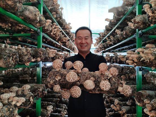 昌乐小花菇成就大产业花菇小镇助力乡村振兴