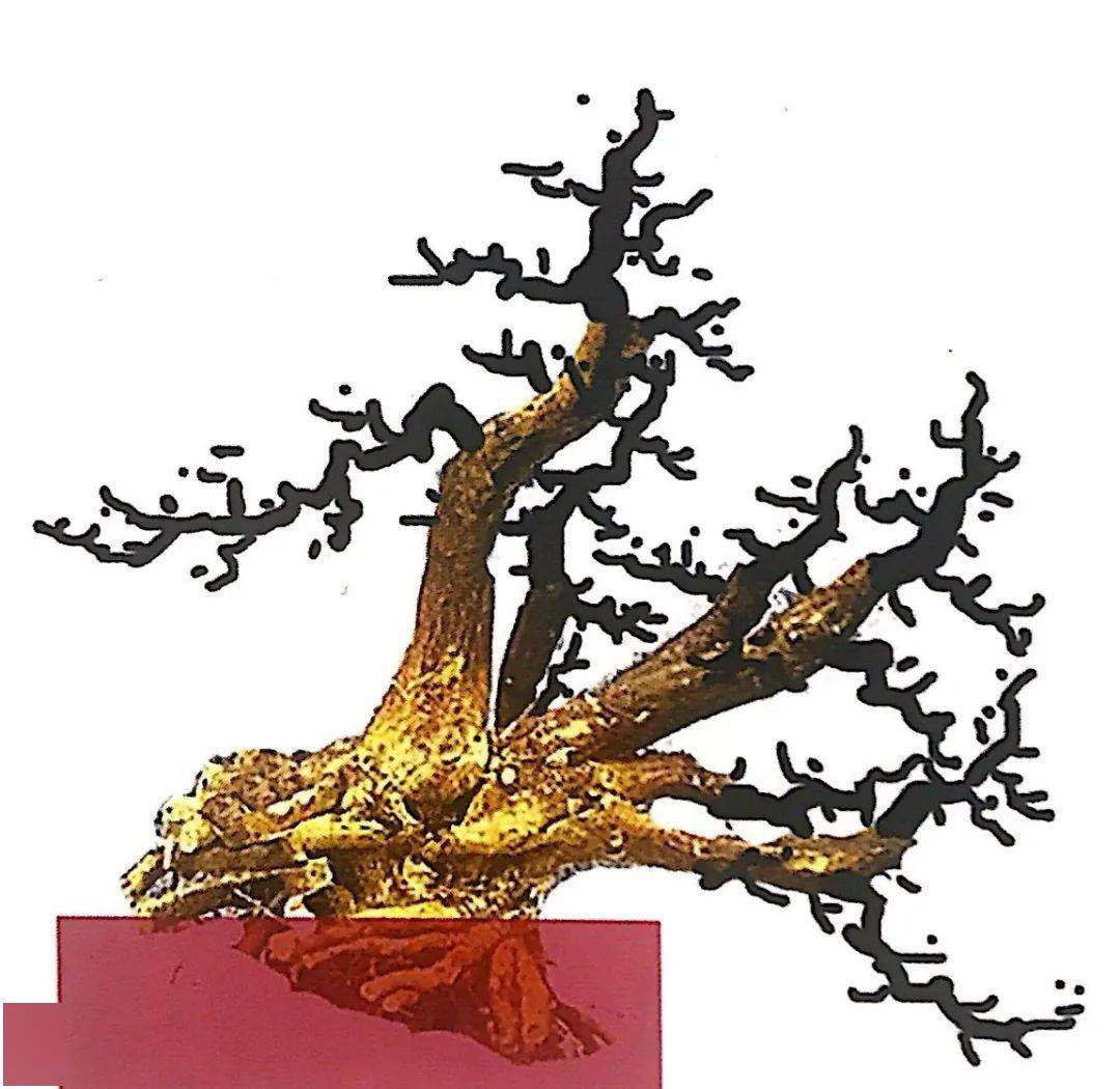 不知盆景造型如何下手看5款山橘盆景设计图找感觉