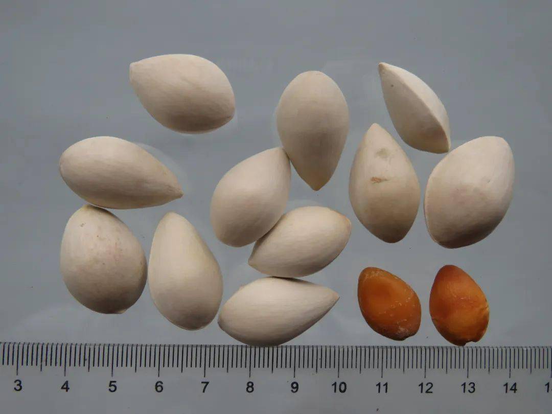 每日植物 | 银杏 Ginkgo biloba-搜狐大视野-搜狐新闻