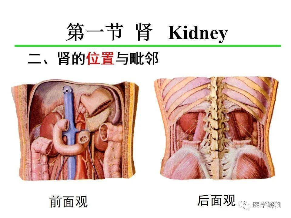 解剖泌尿系统