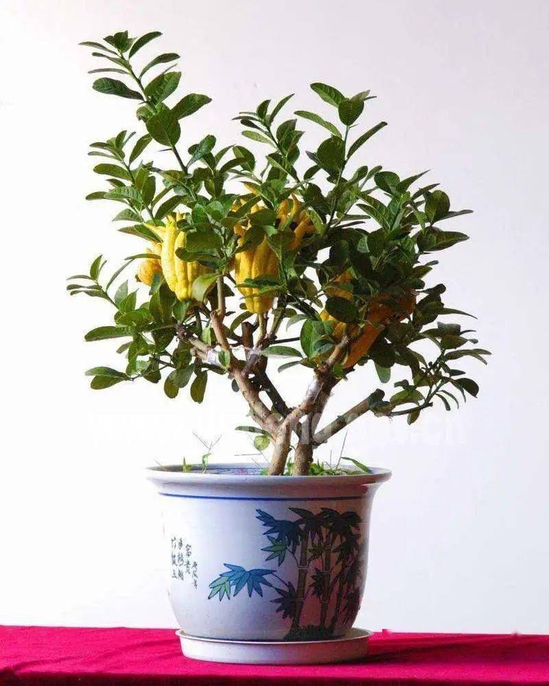 将自己扦插栽种的佛手盆栽摆放在书桌案头,客厅,阳台,窗台等处.
