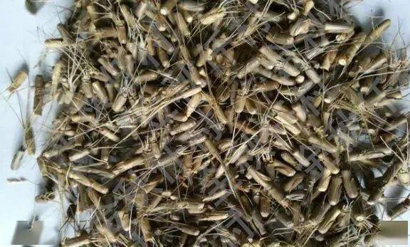 这种野麦子叫节节麦可别认错了