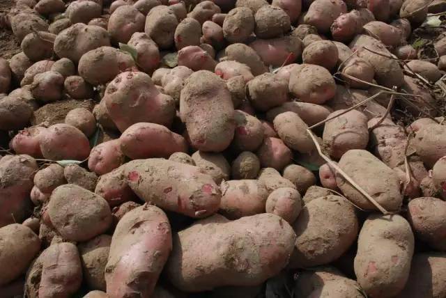 急山西岚县上万斤土豆急盼销路恳请转发帮忙