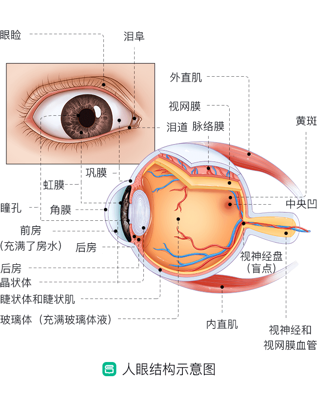 眼部结构与功能图解图片