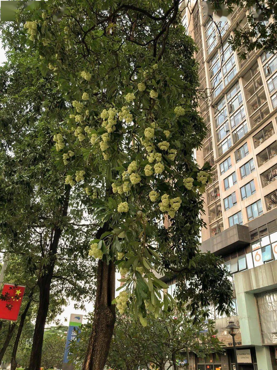 广州街边这种奇臭无比的花又开了