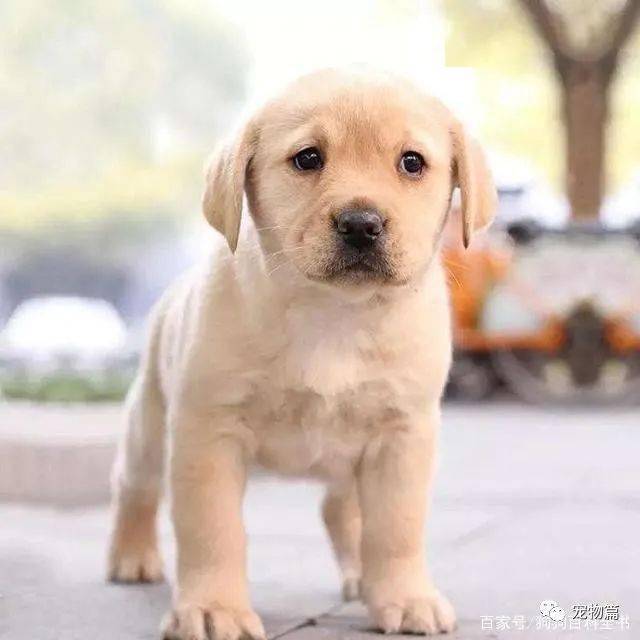 教你轻松选择,适合陪伴孩子的6种狗狗!_金毛犬