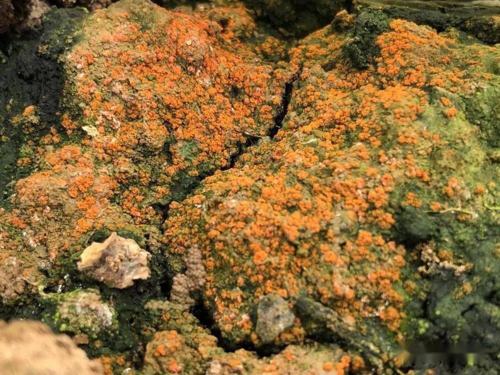 人为的彩色土本质上是土壤的盐渍化,人们遵循着李比希的"养分归还学说