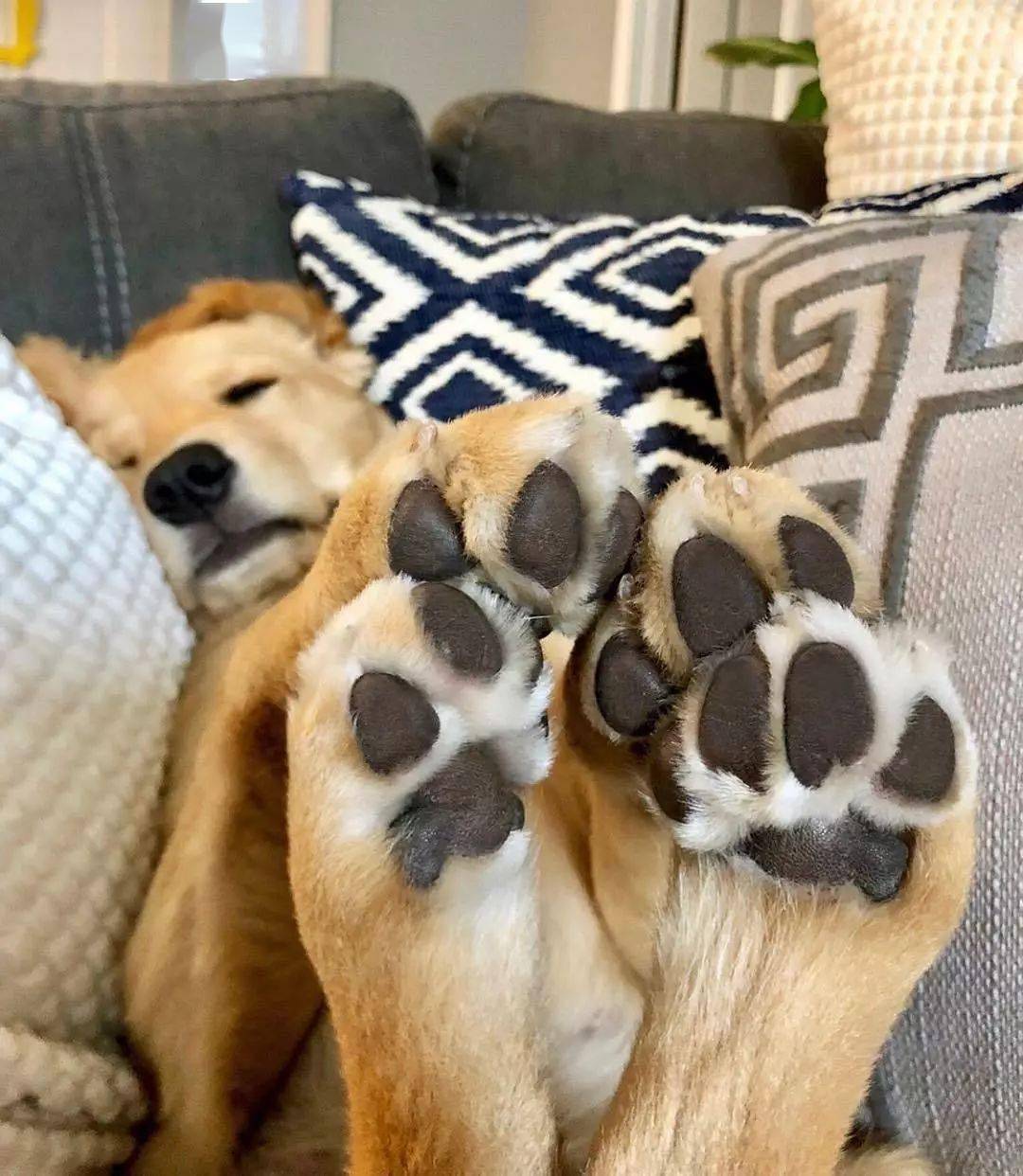 有没有萌宠的肉爪控患者请点进来