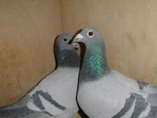 当然了,我们说全羽色的鸽子配对出现了身上出现白色的情况,一般表现不