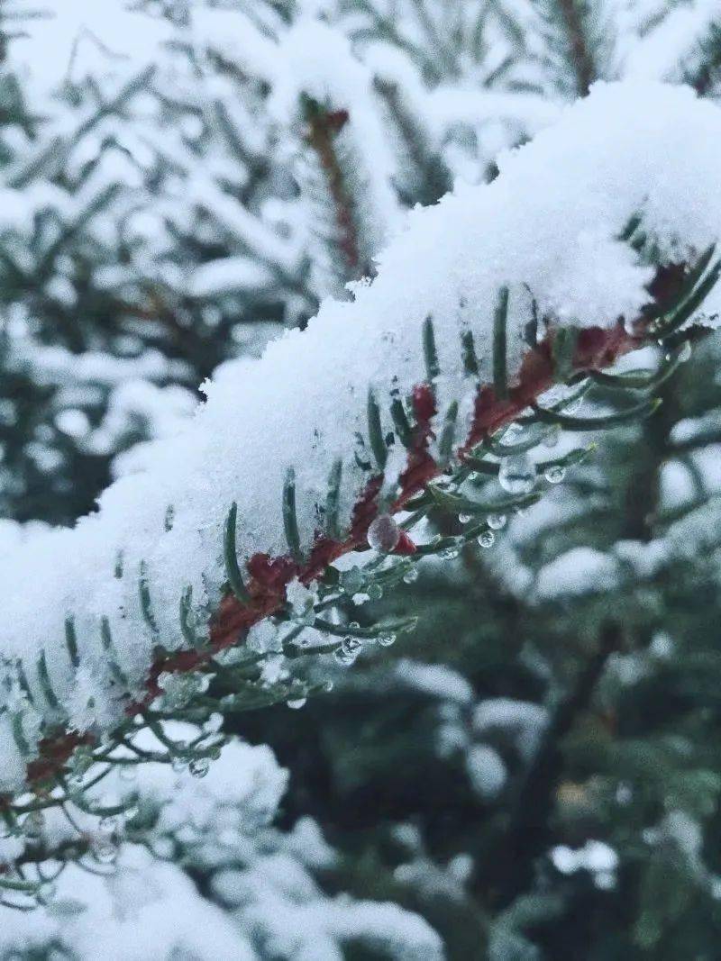 雪花落冬已至